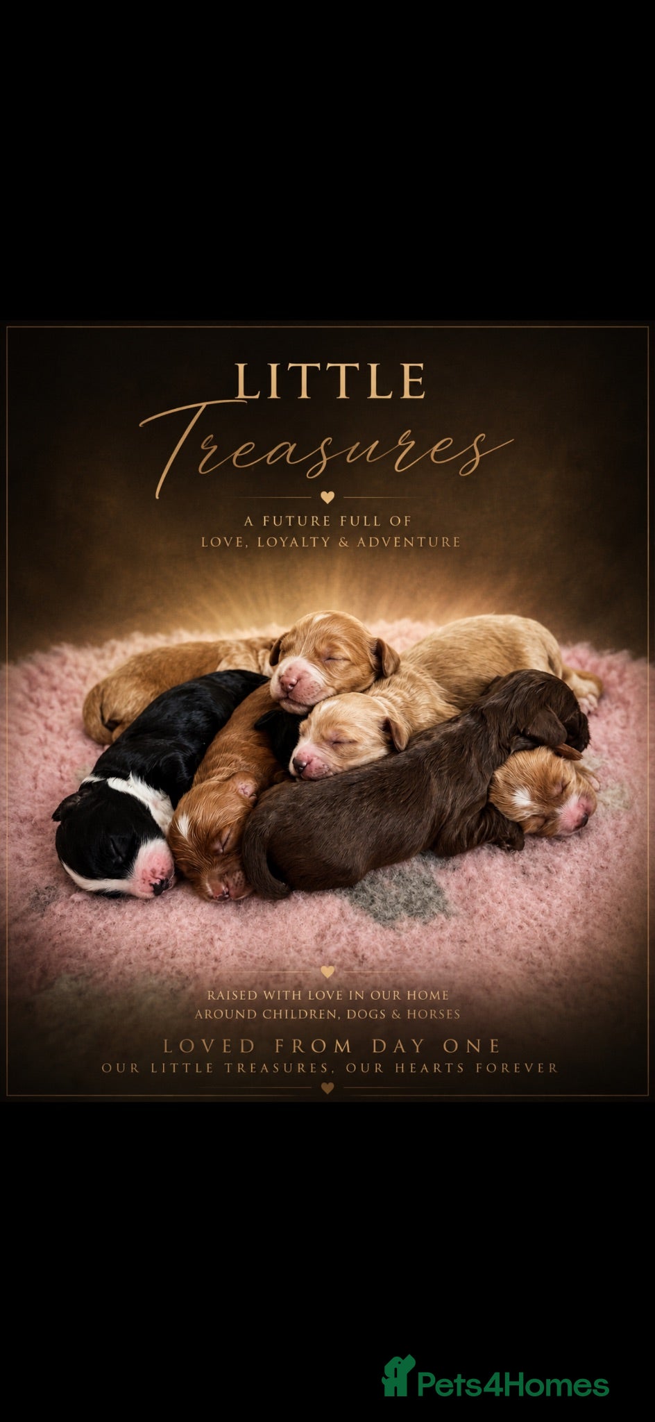 Cockapoo dogs Beautiful F1 cockapoo puppies  - Advert 1