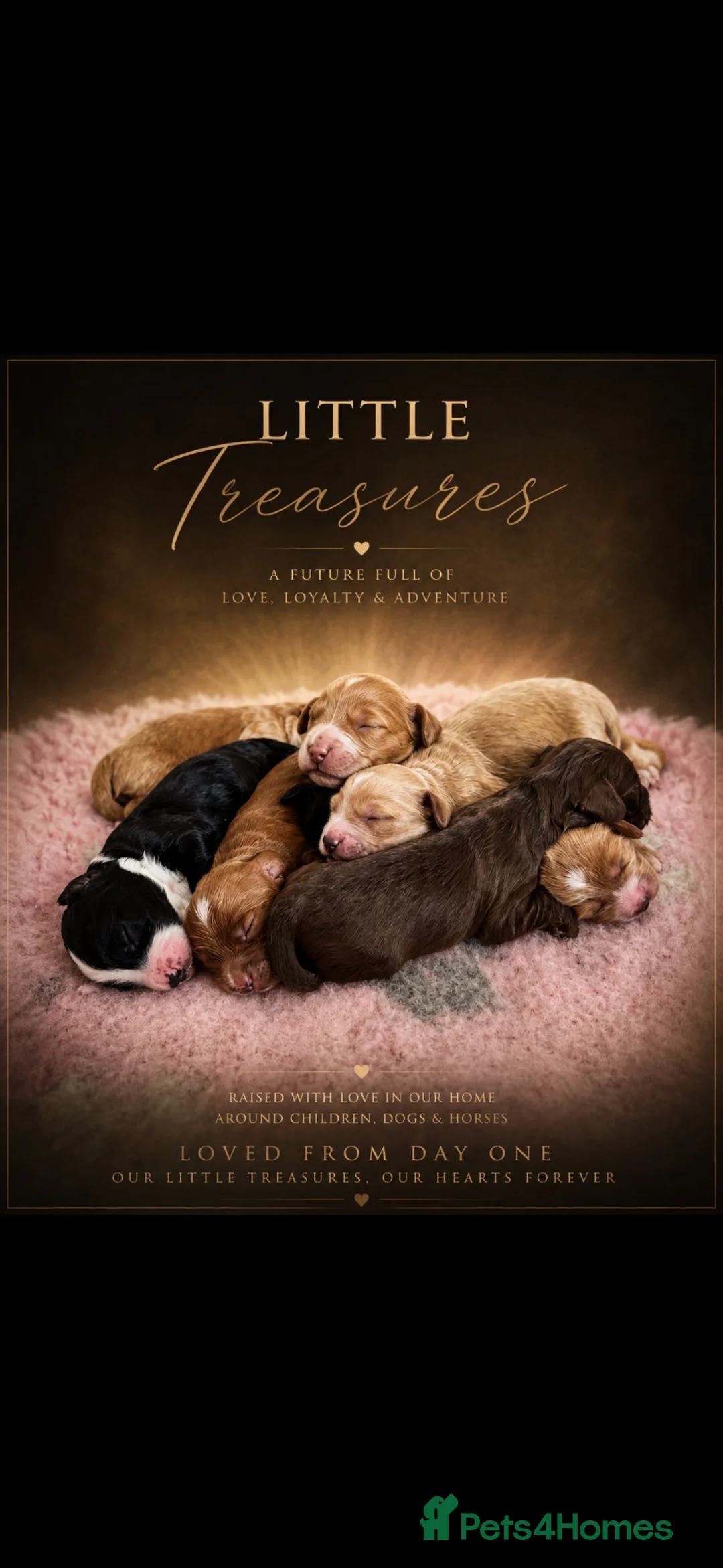 Cockapoo dogs for sale: Beautiful F1 cockapoo puppies  - Advert 1