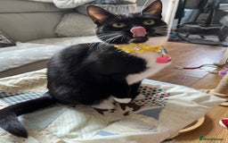 Mixed Breed cats for sale: Mother cat & her kittens wanting homes  - Image 6