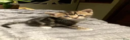 Mixed Breed cats for sale: KITTENS! Batch of Cuties for sale in Basinsgtoke - Advert 19