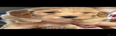 Cockapoo 3