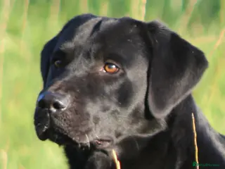 Labrador Retriever dogs 0/0 Hips and Elbows Black Labrador Stud in Totnes - Advert 11