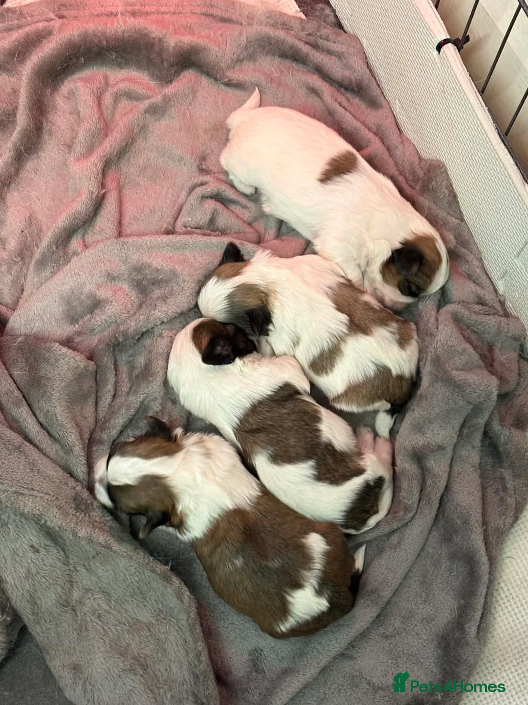 Shih Tzu dogs for sale: Standard Shih Tzu puppies  - Advert 2