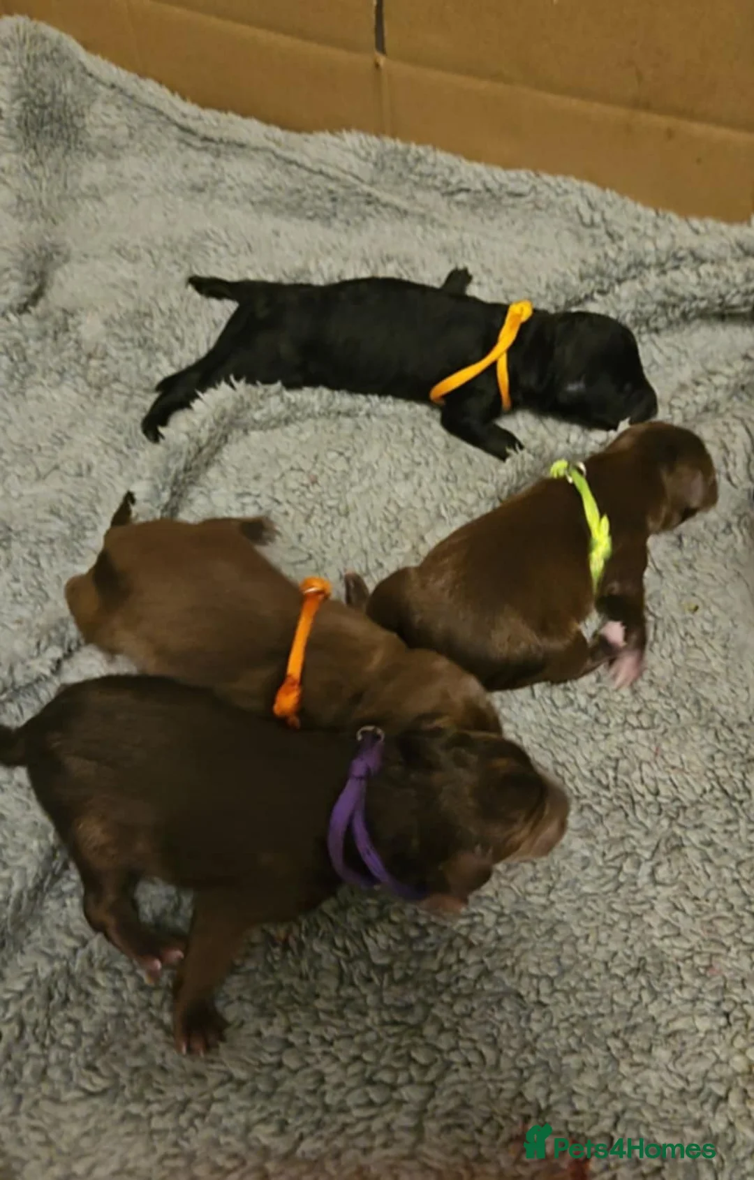 Bedlington Terrier dogs for sale: Bedlington whippet  - Advert 21