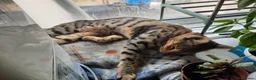 Mixed Breed cats for sale: Rehoming 4 year old Bengal/Savannah cross in Cardiff - Advert 6