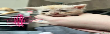 Maine Coon Kitten 6