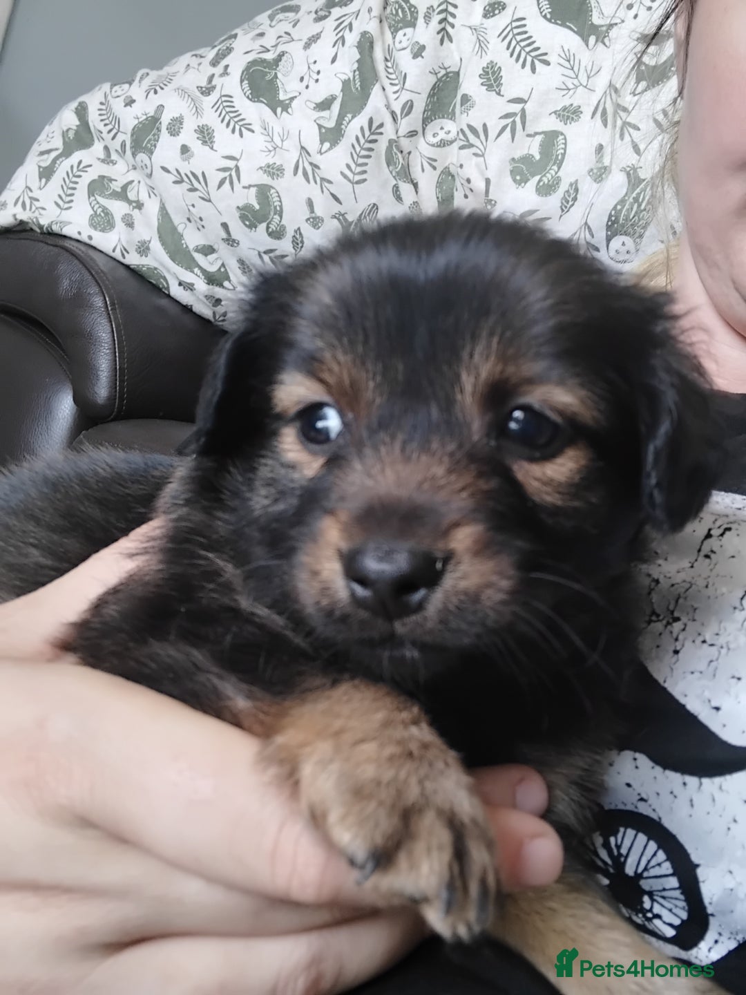 Mixed Breed dogs for sale: Lovely little jackapom puppies  - Image 11