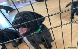 Labrador Retriever dogs for sale: 10 Beautiful black Labrador puppies - Image 20