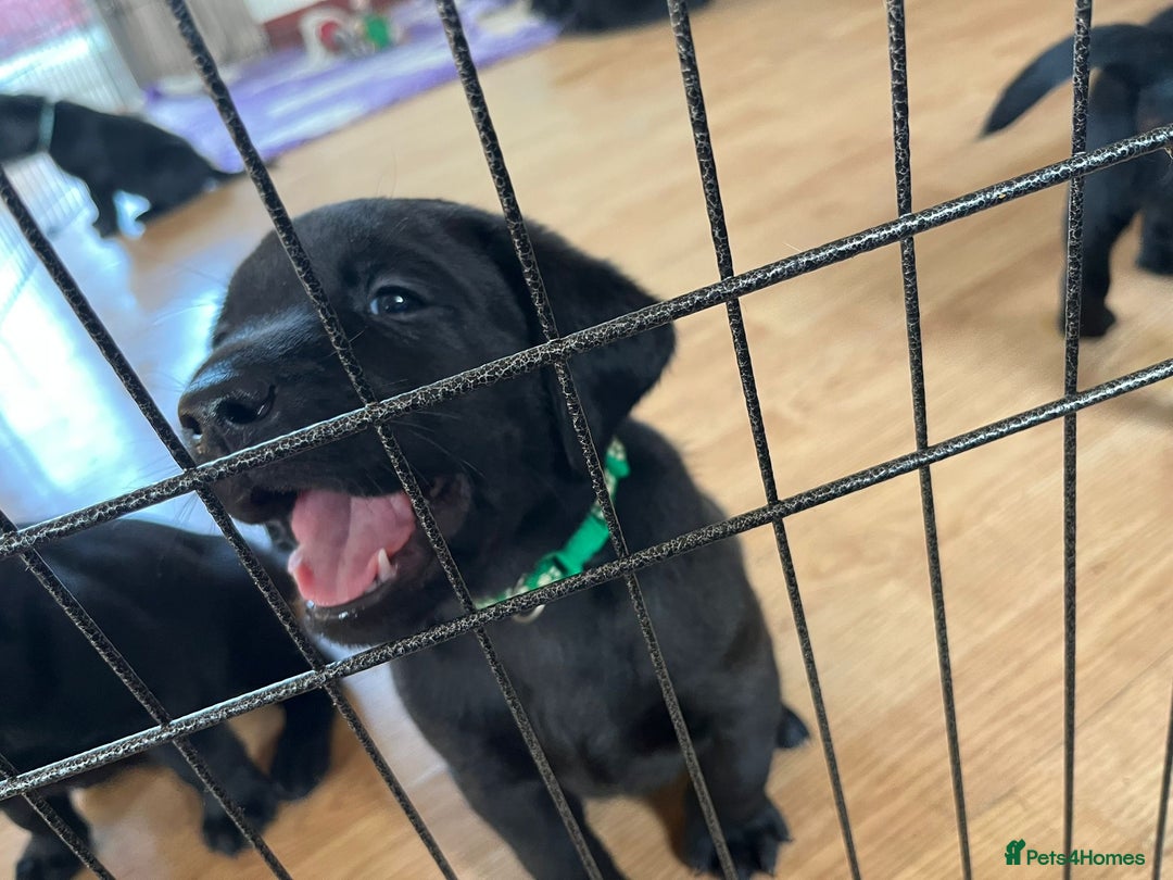 Labrador Retriever dogs for sale: 10 Beautiful black Labrador puppies - Image 20
