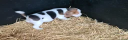Beagle dogs for sale: Adorable Beagle Puppy  - Advert 4