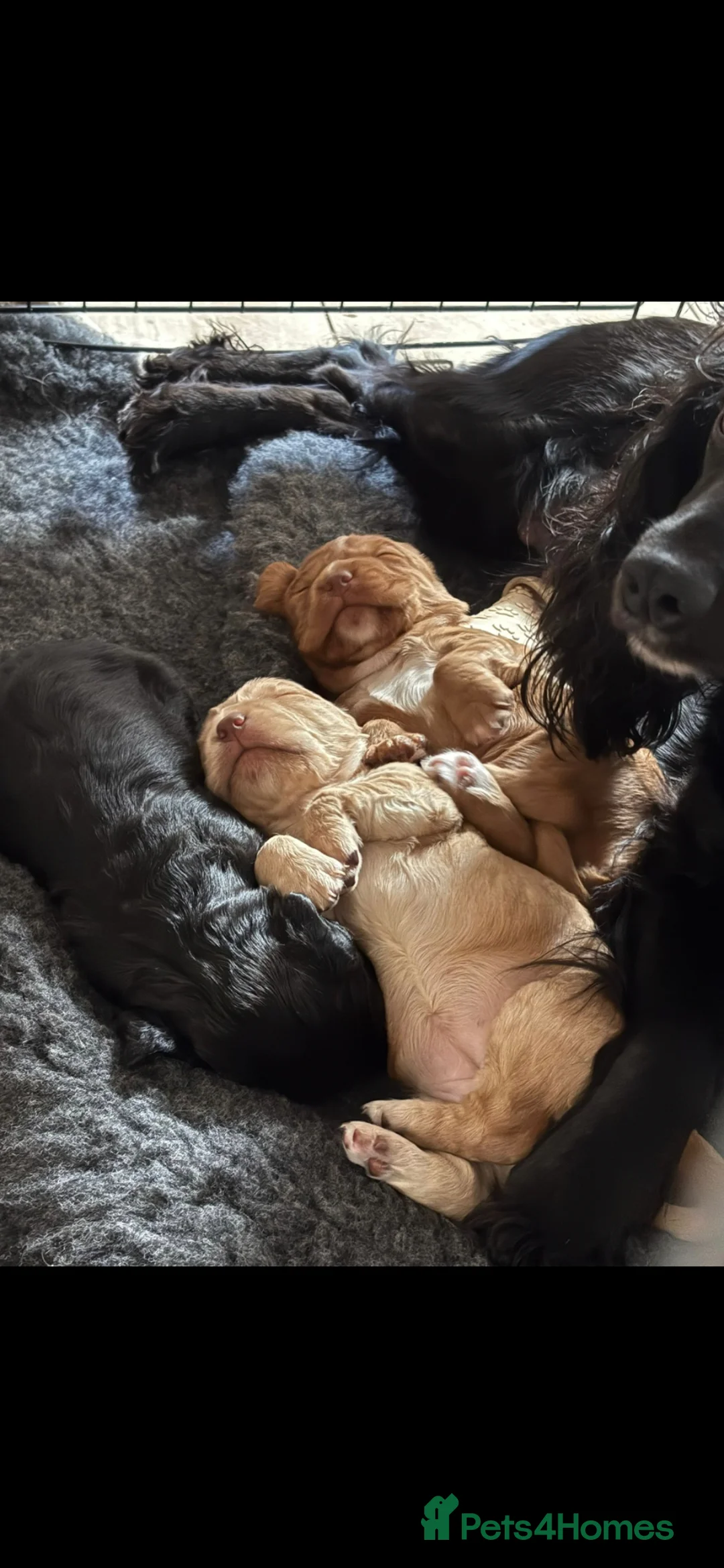 Cocker Spaniel dogs for sale: 3 x beautiful cocker spaniel puppies in Worksop - Advert 1
