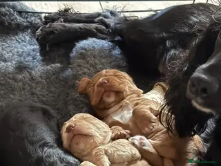 Cocker Spaniel dogs 3 x beautiful cocker spaniel puppies - Advert 1
