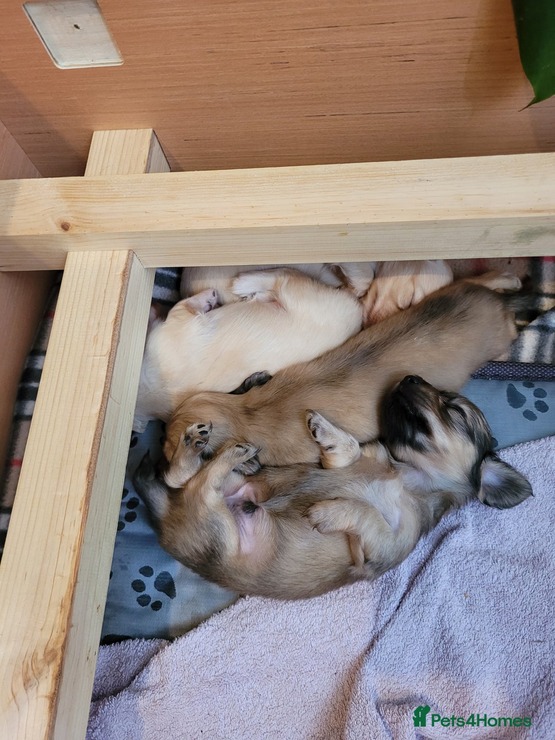 Miniature Dachshund dogs for sale: Beautiful cream KC mini long haired dachshunds  - Image 6