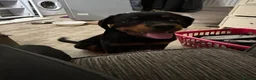 Rottweiler dogs for sale: (1 BOY) left READY TOGO Chunky Rottweilerfor sale - Advert 5