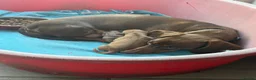 Dachshund dogs for sale: Daushound  - Advert 2