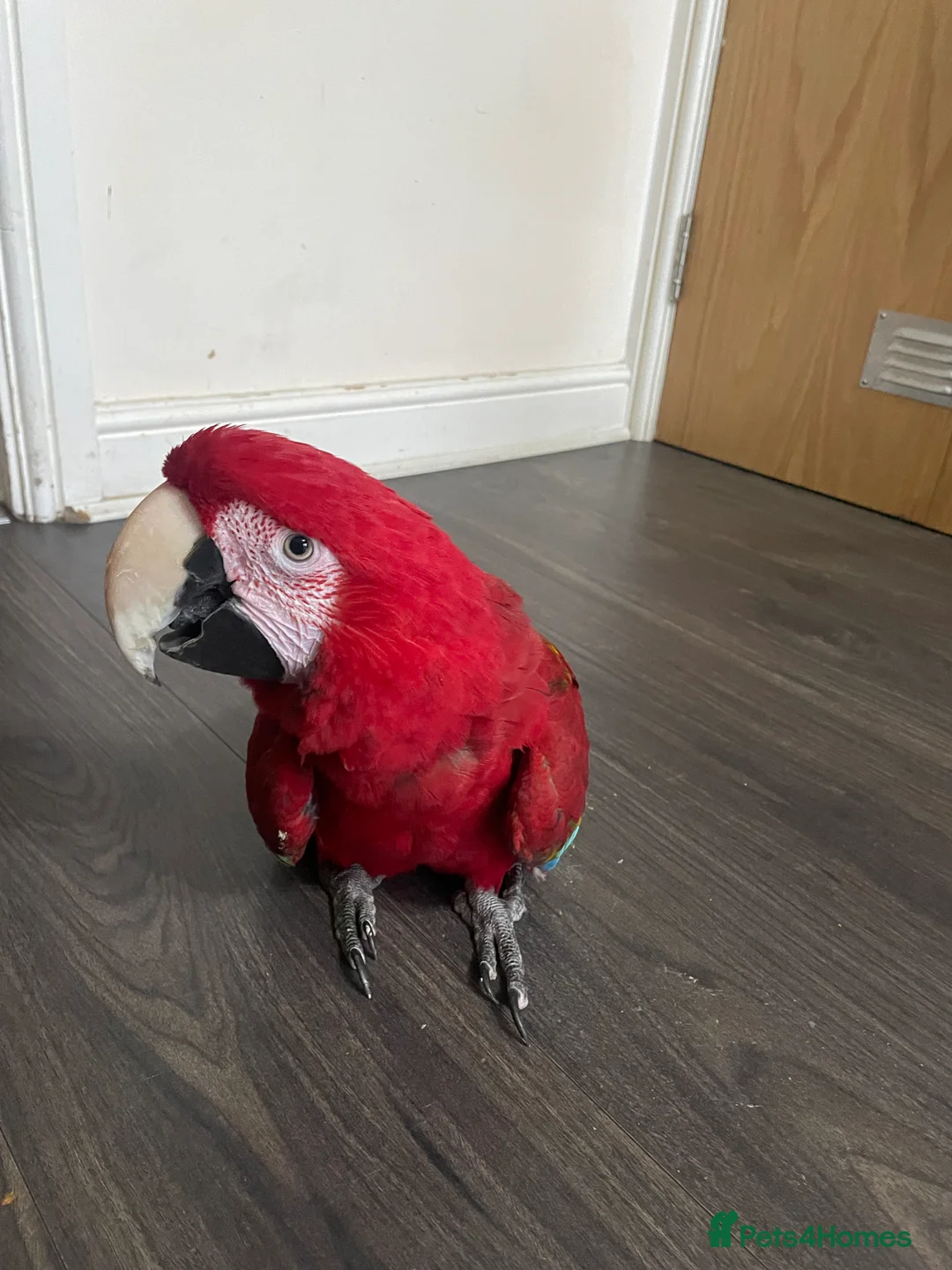 Macaws birds for sale: Hand tame green wing macaw  - Advert 2