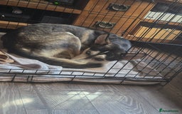 Mixed Breed dogs for sale: Dexter  - Image 3