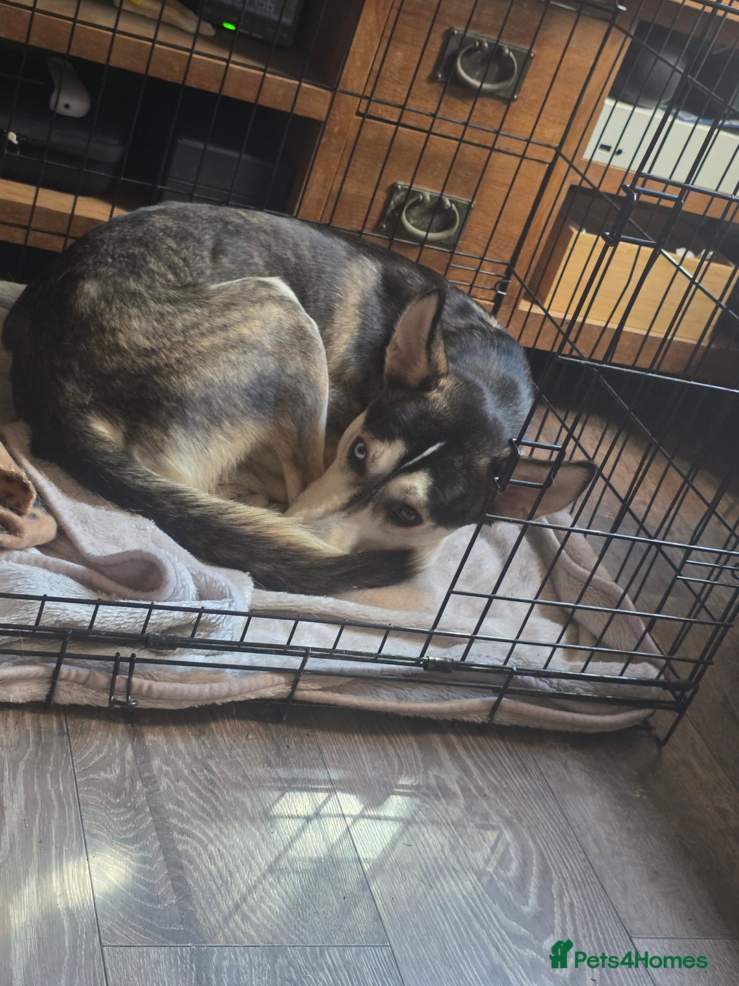Mixed Breed dogs for sale: Dexter  - Image 3