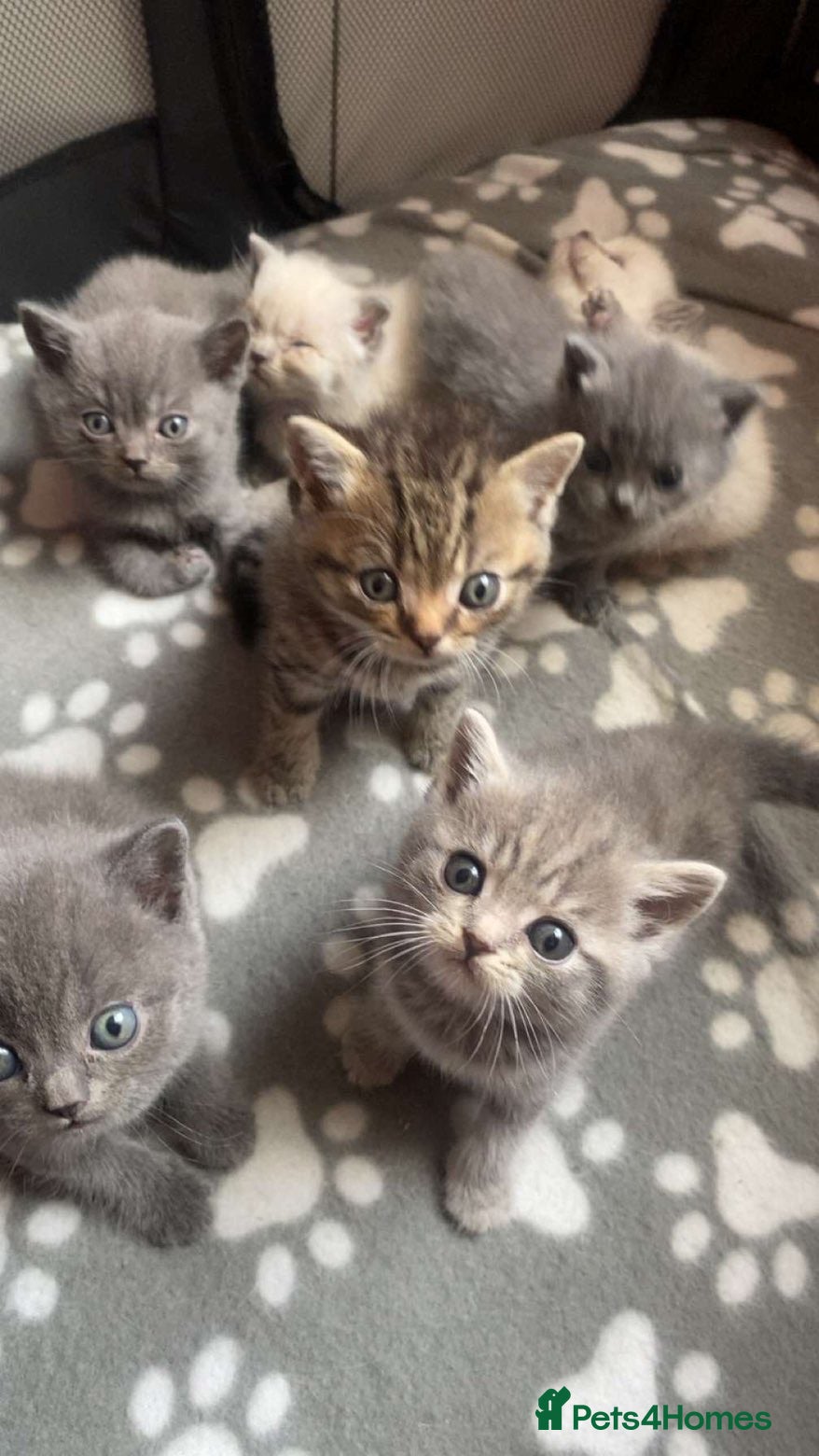 British Shorthair cats British shorthair  - Advert 1