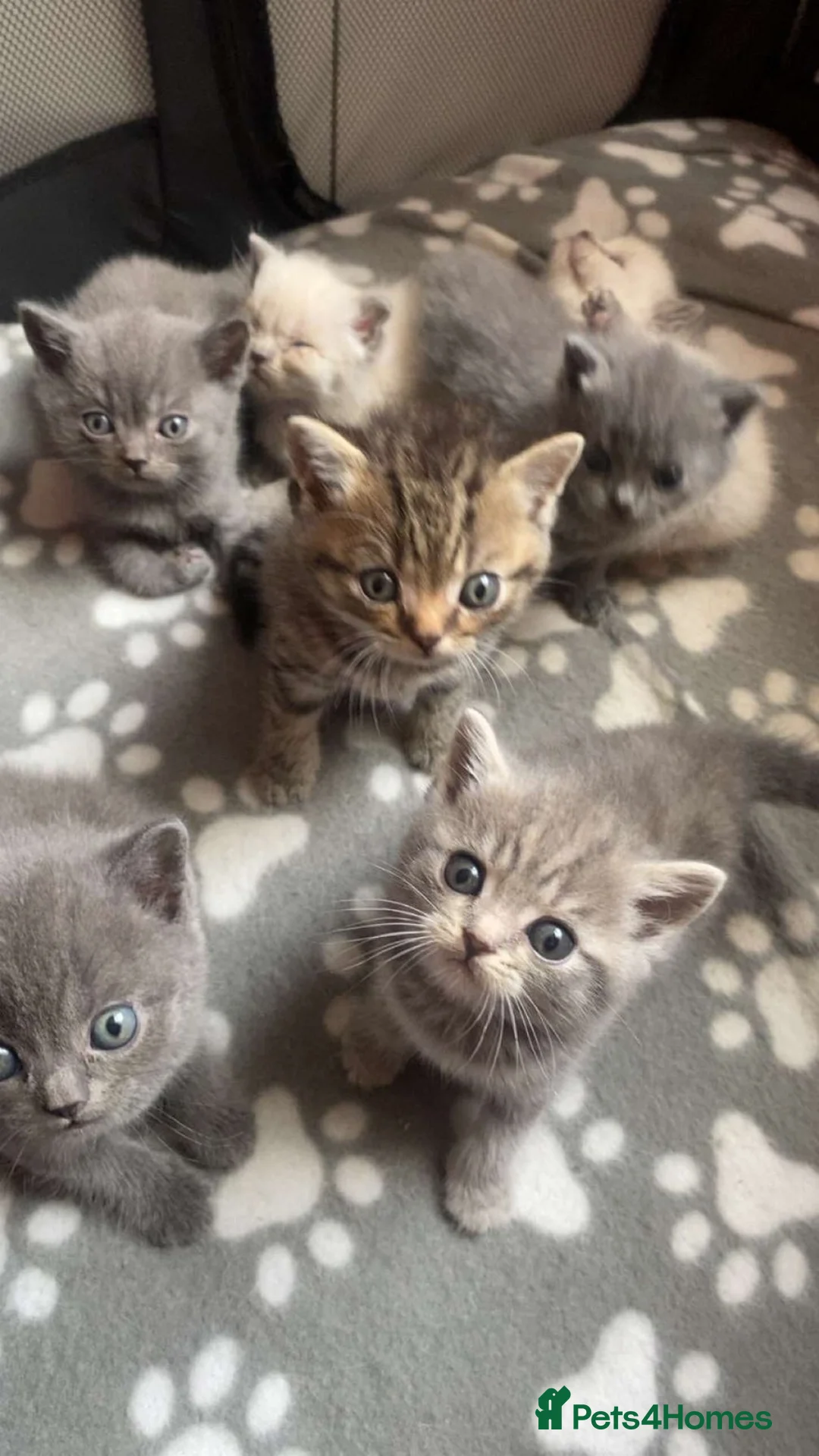 British Shorthair cats for sale: British shorthair  - Advert 1