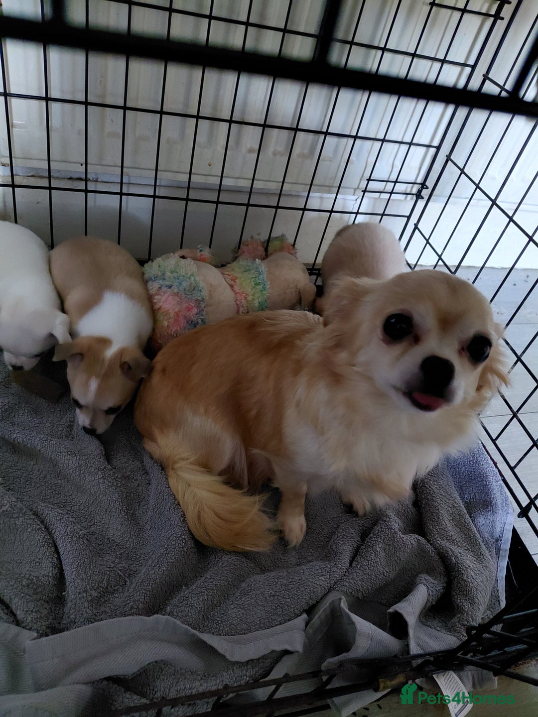 Chihuahua dogs for sale: Chihuahua pups - Advert 5