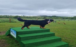 Bernese Mountain Dog dogs for sale: 10 months old BMD girl - Image 9
