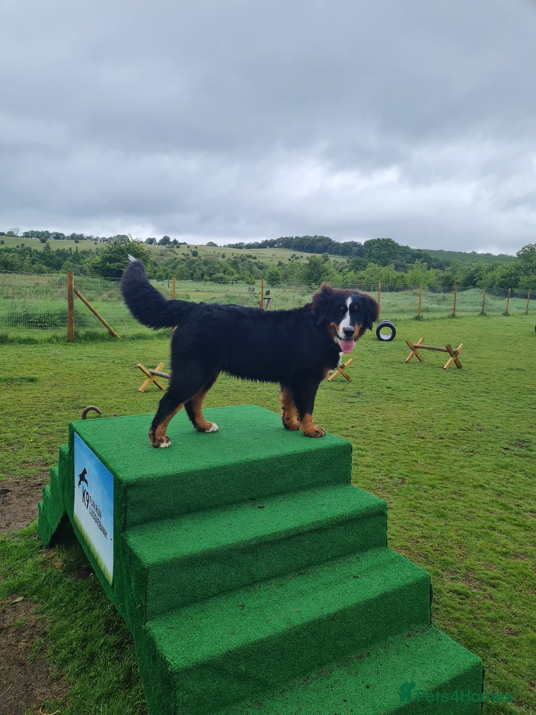 Bernese Mountain Dog dogs for sale: 10 months old BMD girl - Image 9