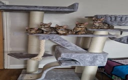 Bengal cats for sale: Last one😍Pure Bengal kittens❤️Ready to go😍 - Image 33