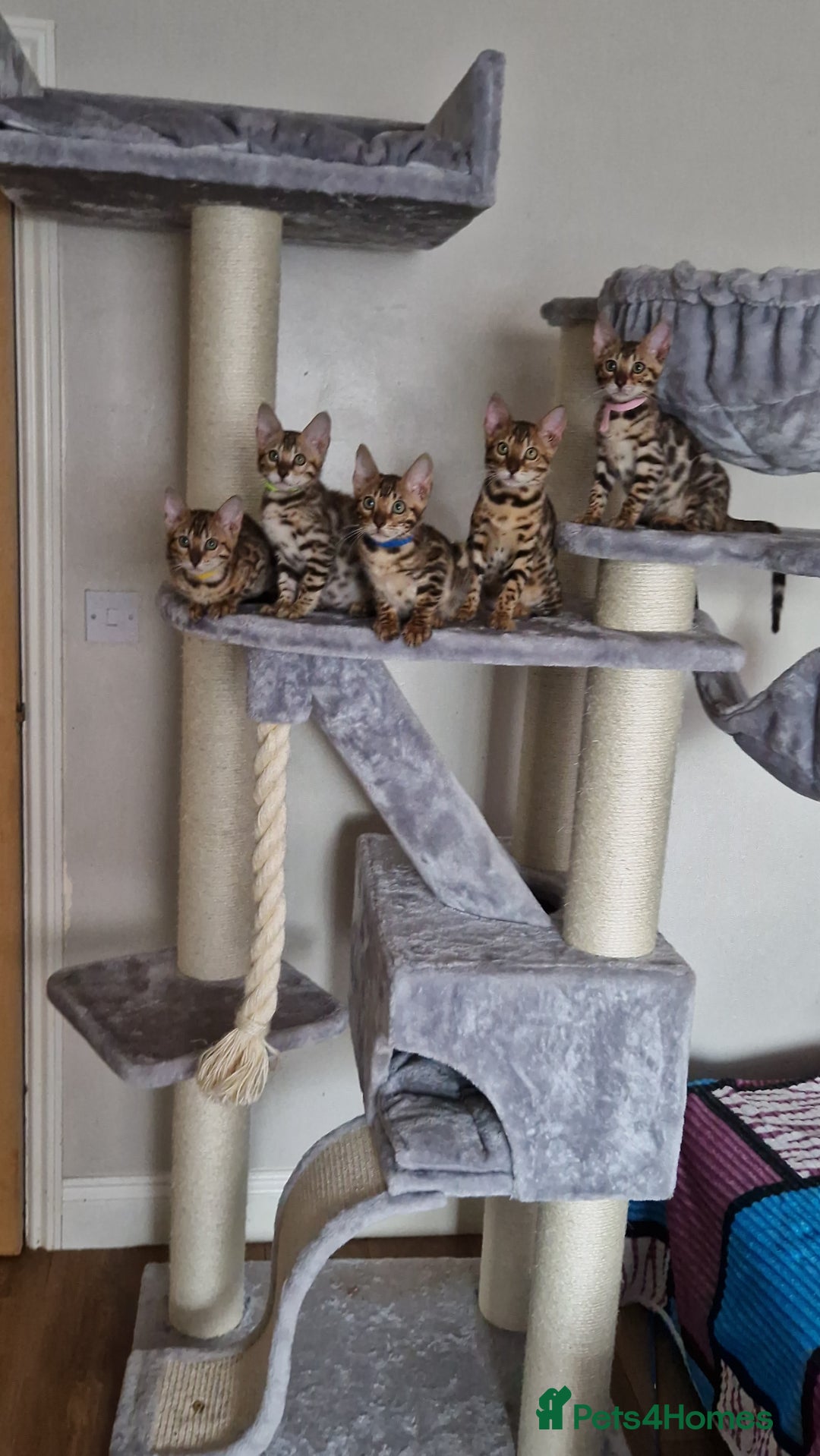 Bengal cats for sale: Last one😍Pure Bengal kittens❤️Ready to go😍 - Image 33