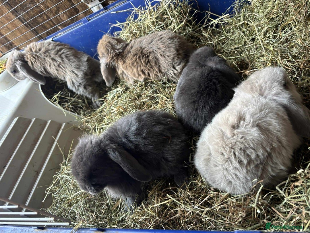 Mini Lop rabbits for sale: Mini lop babies - Image 5