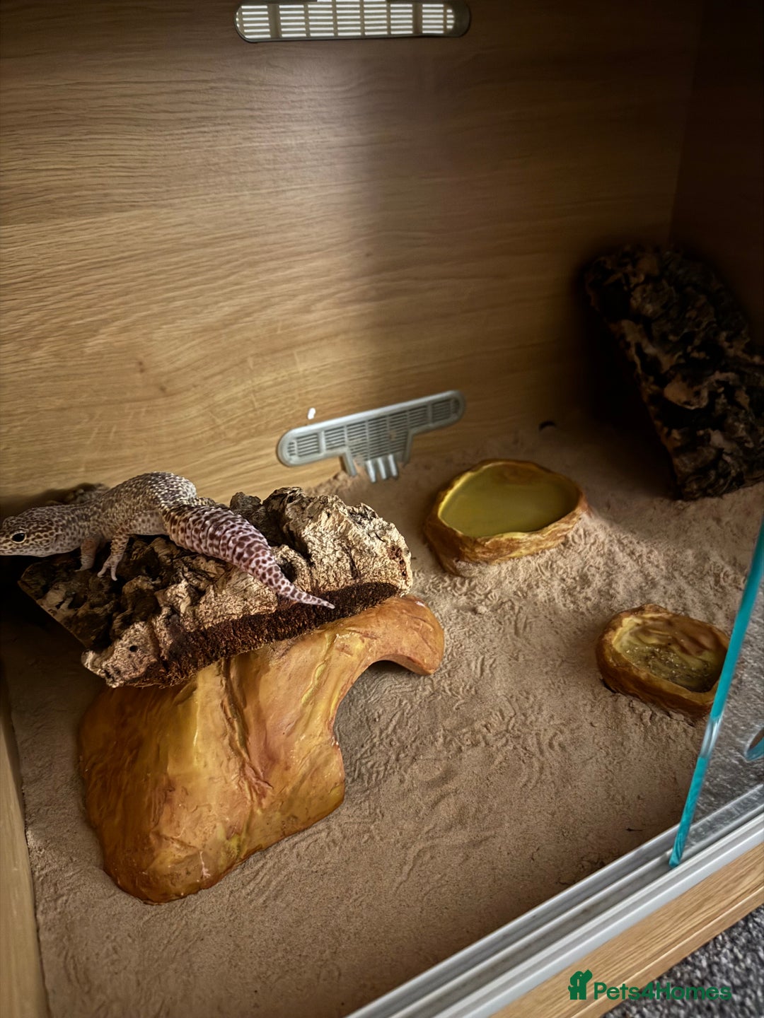 Gecko reptiles for sale: 3 year old leopard gecko - Advert 1