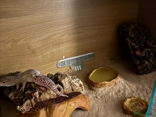 Gecko reptiles 3 year old leopard gecko - Advert 1