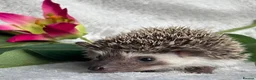Pygmy Hedgehog rodents for sale: African Pygmy Hedgehog Ethically Bred Girl  - Advert 3