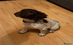 English Springer Spaniel dogs for sale: Springer spaniel pup  - Advert 2