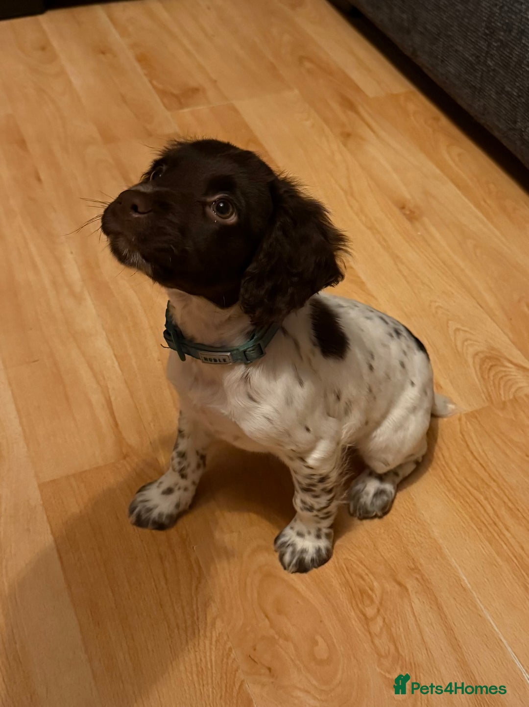 English Springer Spaniel dogs for sale: Springer spaniel pup  - Advert 2