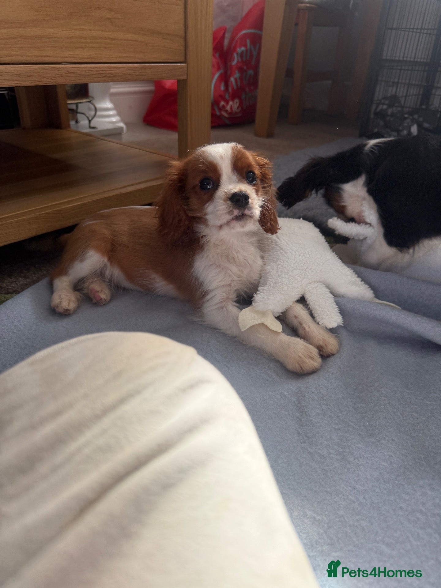 Cavalier King Charles Spaniel dogs KC Registered Health Tested CKCS Puppies - Advert 9