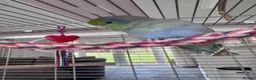 Budgerigars birds for sale: Beautiful Tame Male Parrotlet - Advert 8