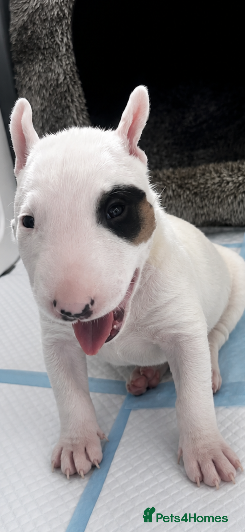 English Bull Terrier dogs English bull terrier puppy (female)  - Advert 18