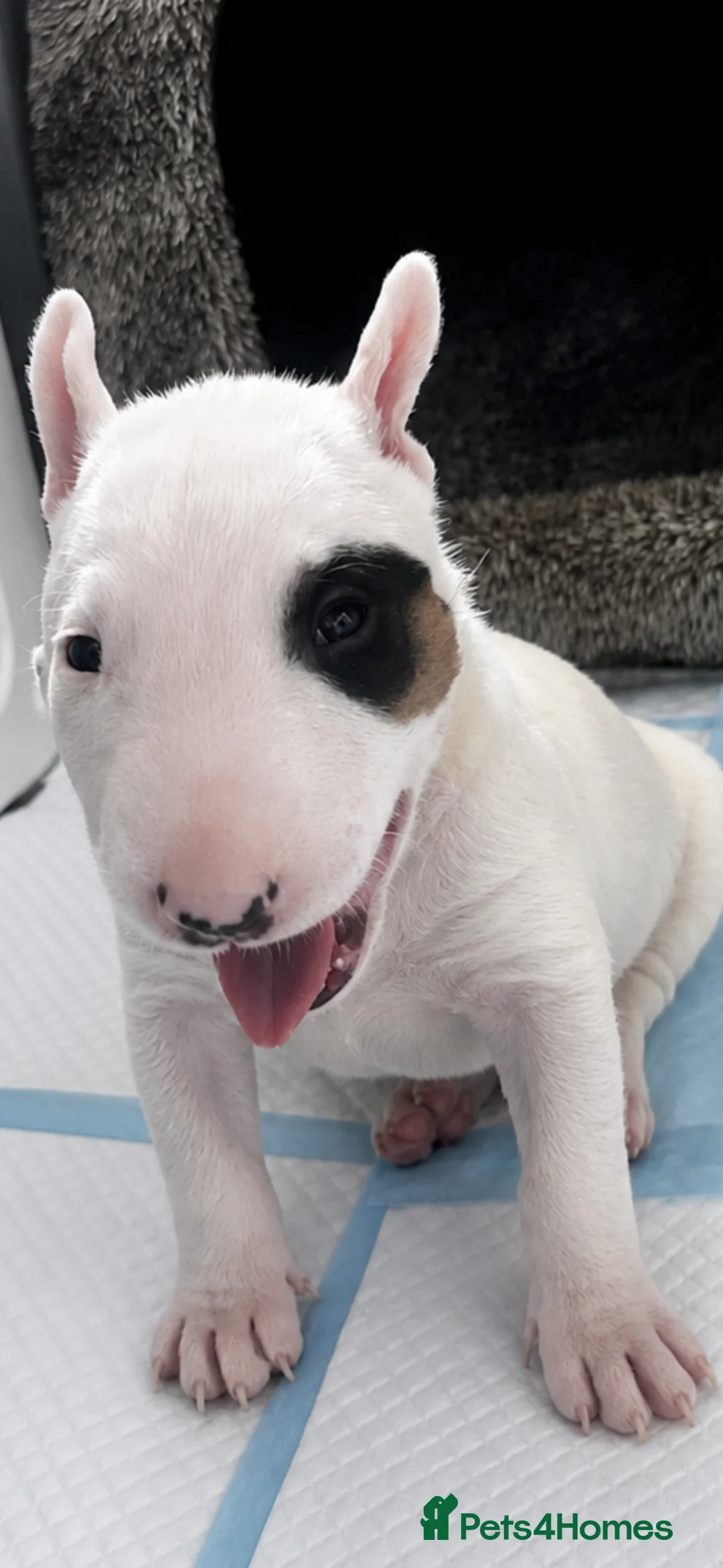 English Bull Terrier dogs for sale: English bull terrier puppy (female)  - Advert 2