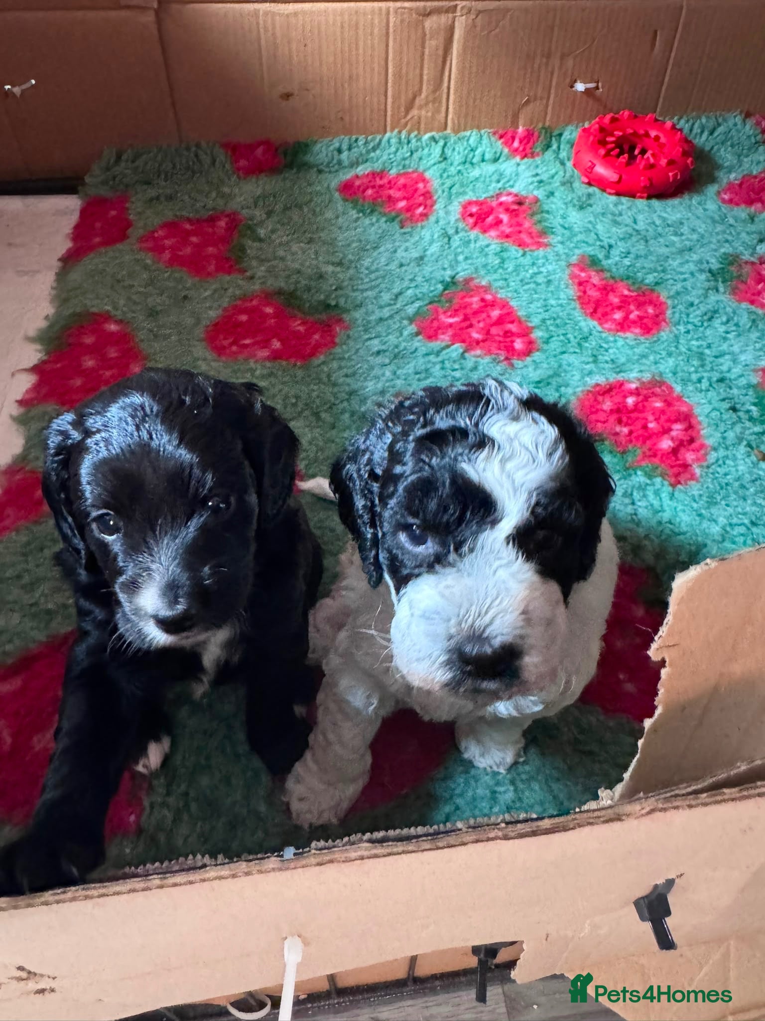 Cockapoo dogs Cockapoo puppies - Advert 2
