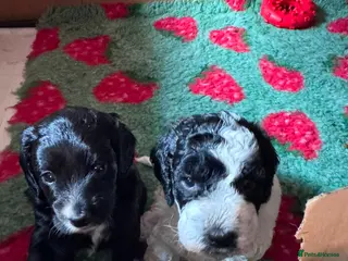 Cockapoo dogs Cockapoo puppies - Advert 2