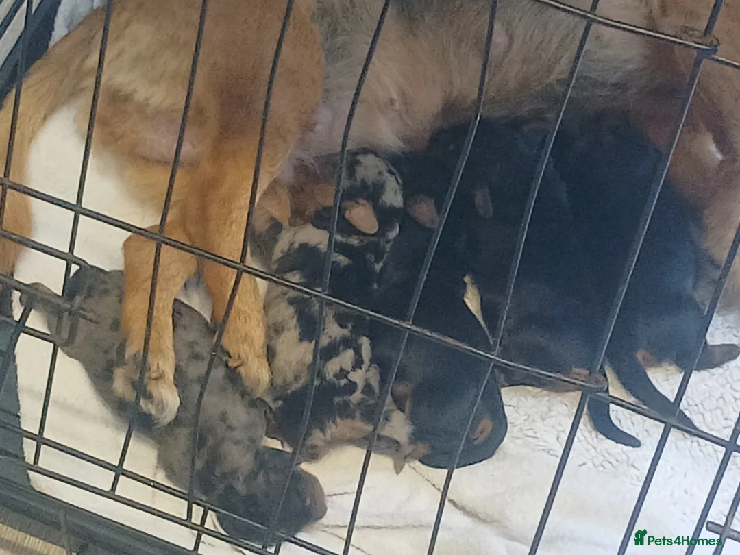 Dachshund dogs for sale: Dutch hound puppies  in Mitcham - Advert 2