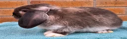 Mini Lop rabbits for sale: Mini Lop Babies - Advert 5