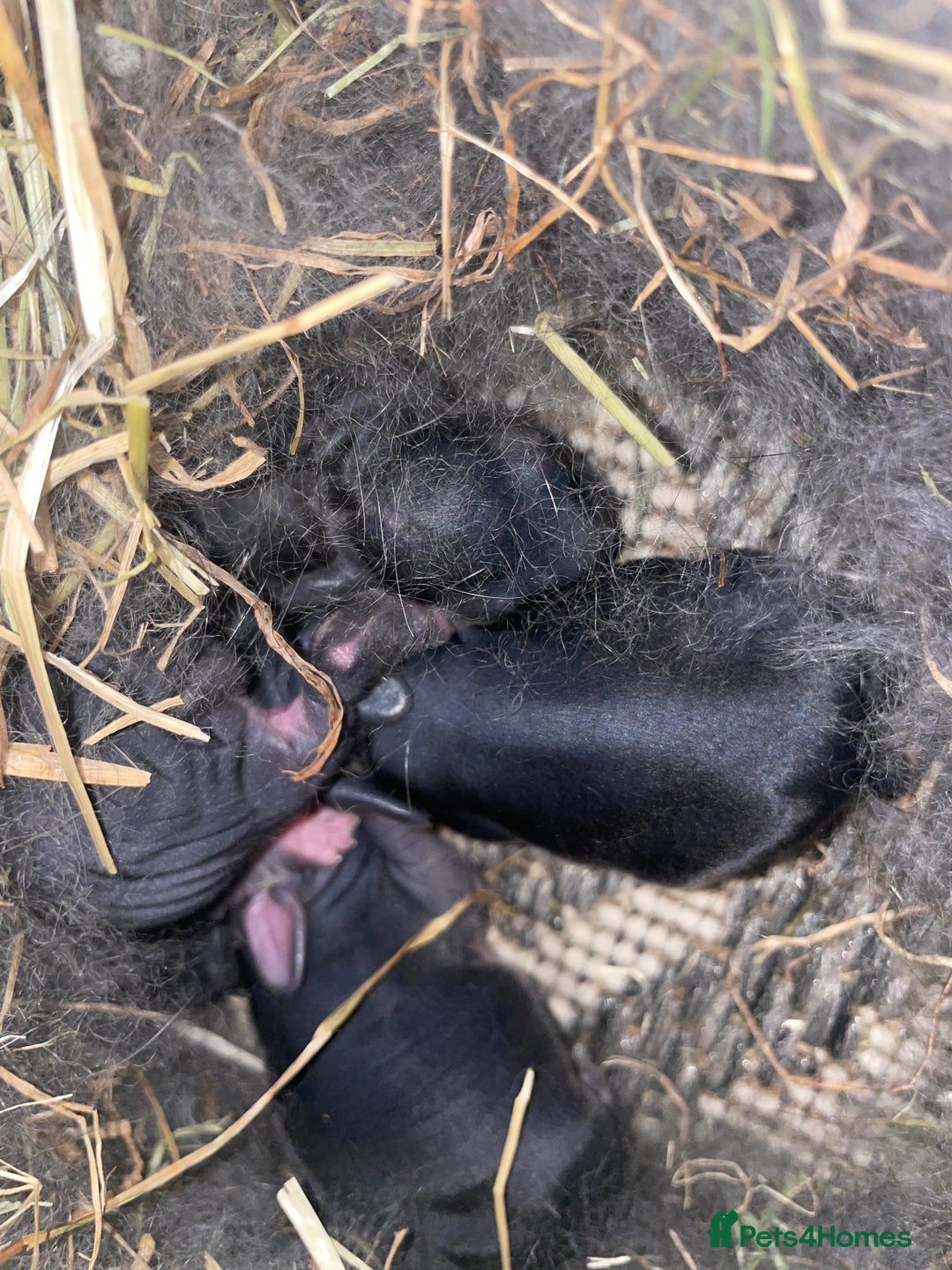 Mixed Breed rabbits for sale: 5 Rex/lionhead mix bunnies for sale - Advert 3