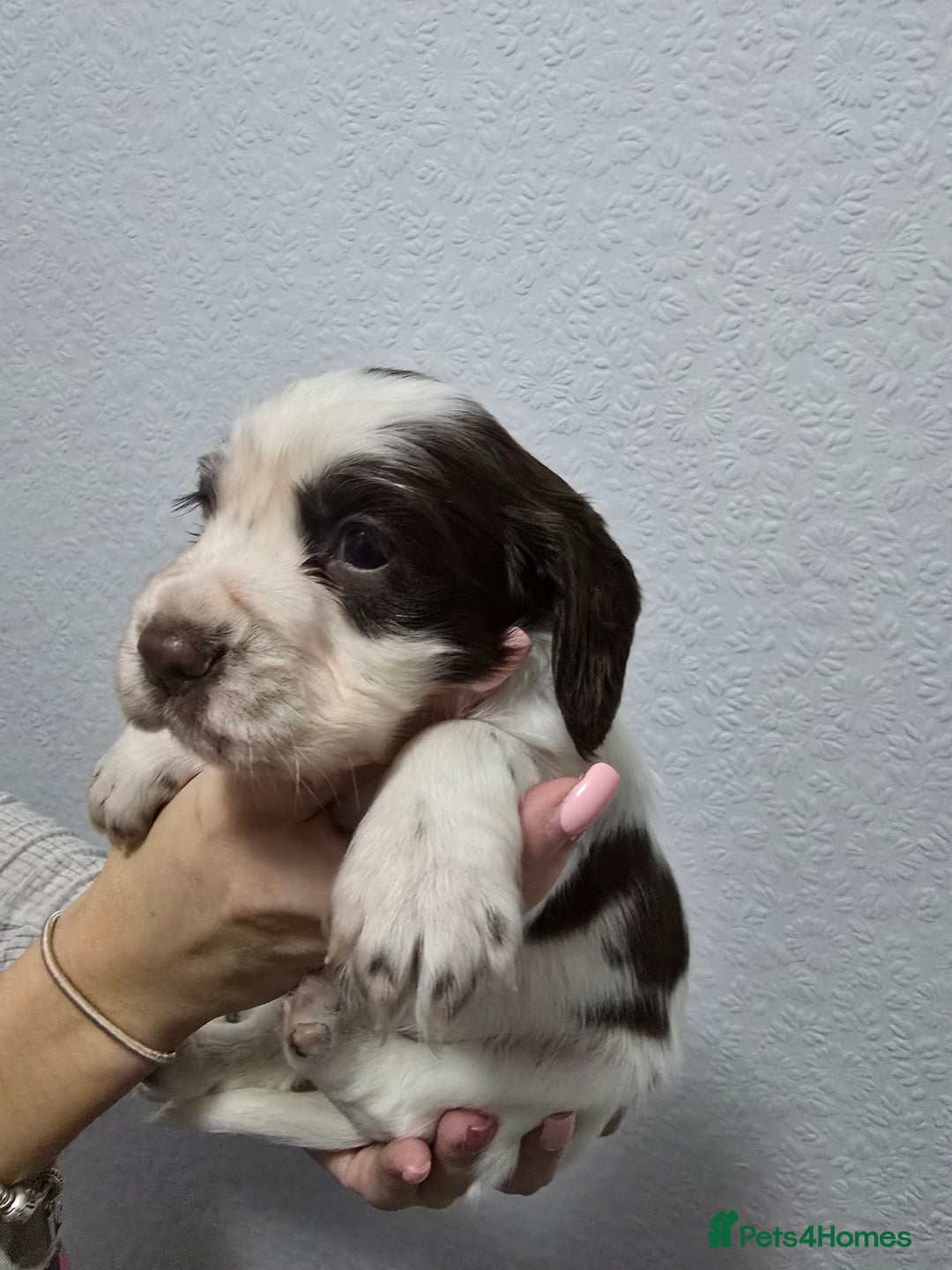 Cocker Spaniel dogs for sale: Stunning working cocker spaniel pups  - Advert 9