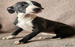 Whippet dogs for sale: **Ready now**KC HEART AND HEALTH TESTED WHIPPETS - Image 18