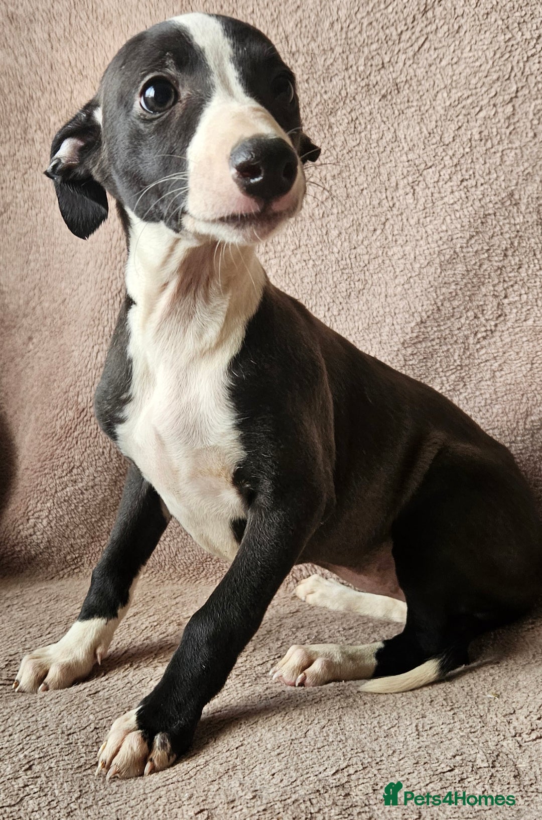 Whippet dogs for sale: **Ready now**KC HEART AND HEALTH TESTED WHIPPETS - Image 18