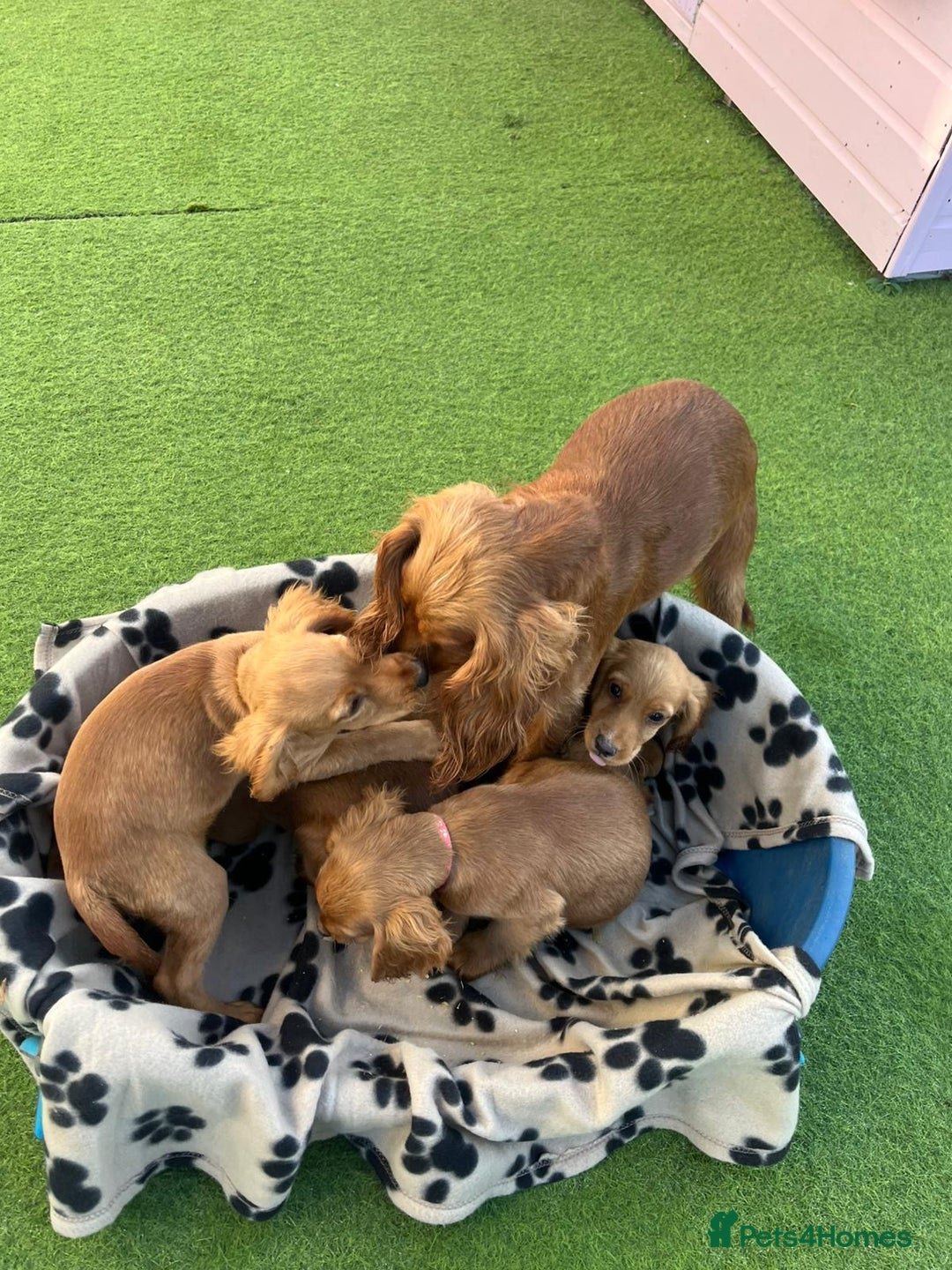 Cocker Spaniel dogs for sale: Four beautiful girl cocker spaniel  - Image 18