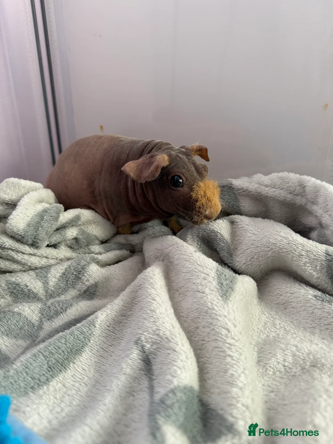 Guinea Pig rodents for sale: 2 male skinny pigs for sale  - Advert 5