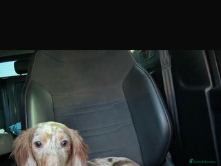 Miniature Dachshund dogs Isabella & Tan Long Hair Dapple Carrying Piebald - Advert 21